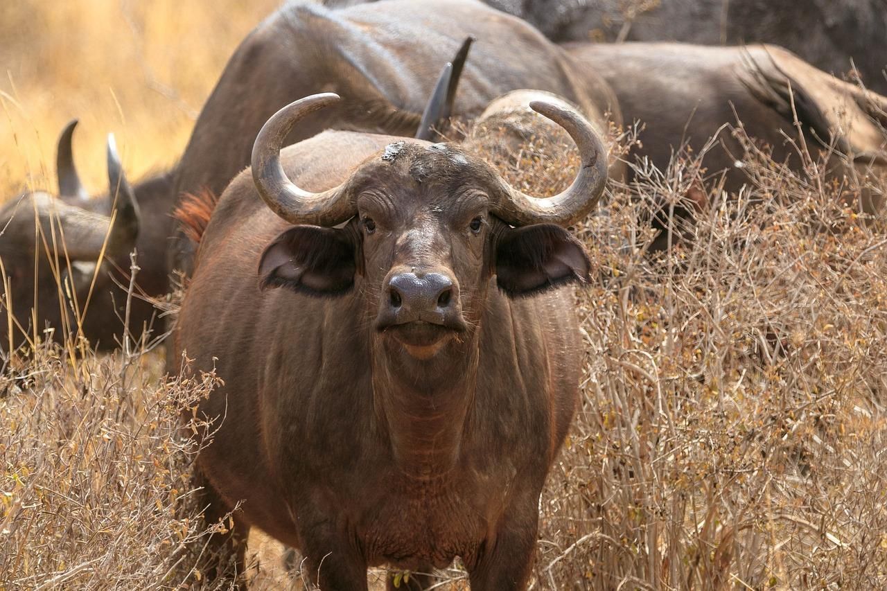 Von Mombasa/Diani: Tagestour zum Tsavo East National Park