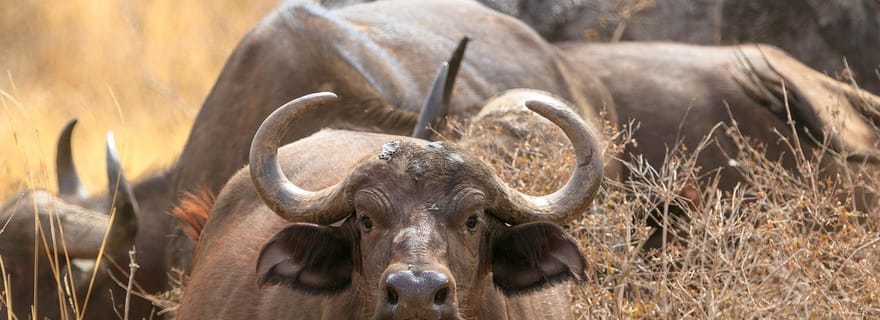 Depuis Mombasa/Diani : Excursion d'une journée dans le parc national de Tsavo East