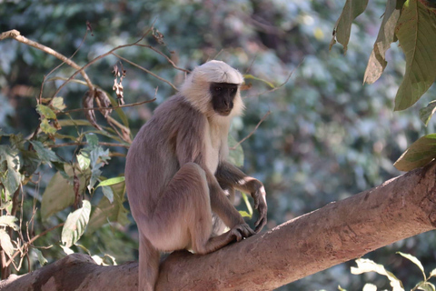 Chitwan: CANOEING & BIRDWATCHING & JEEP SAFARI