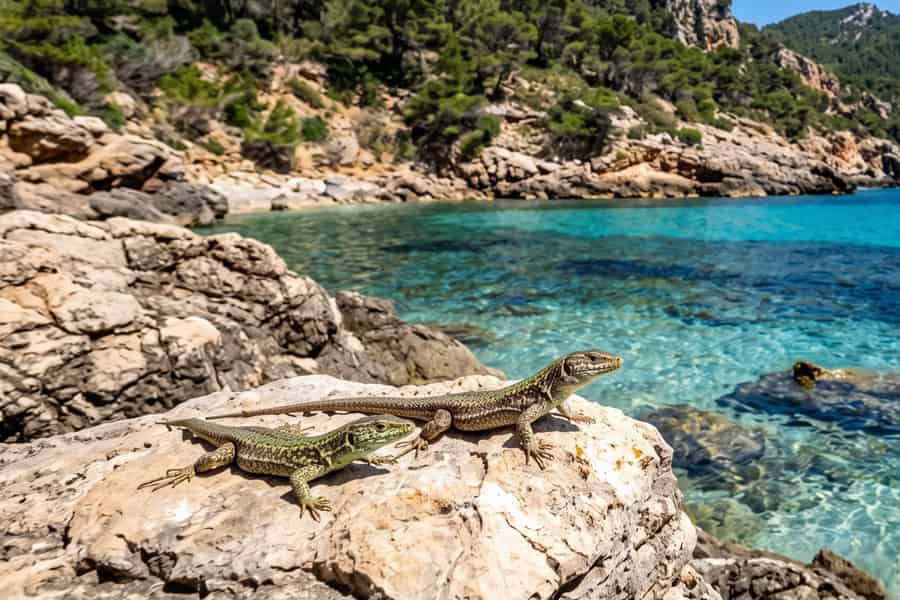 Mallorca: Besuch des Naturparks der Insel Dragonera mit dem Boot. Foto: GetYourGuide Mallorca: Besuch des Naturparks der Insel Dragonera mit dem Boot. Foto: GetYourGuide