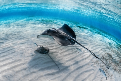 Wycieczka nurkowa w Alanyi