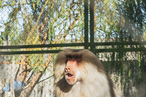 From Santiago: Rancagua Safari Park Zoo