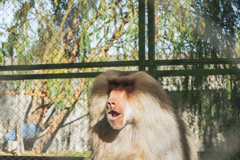 From Santiago: Rancagua Safari Park Zoo