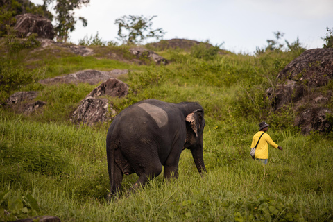 Phuket : Visite à pied du parc des éléphants de Bukit et nourrissage