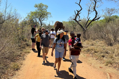 Johannesburg : Safari à l&#039;éléphant, à cheval et au lion