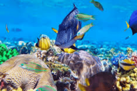 Zanzibar: Private Snorkeling Tour At Mnemba Island