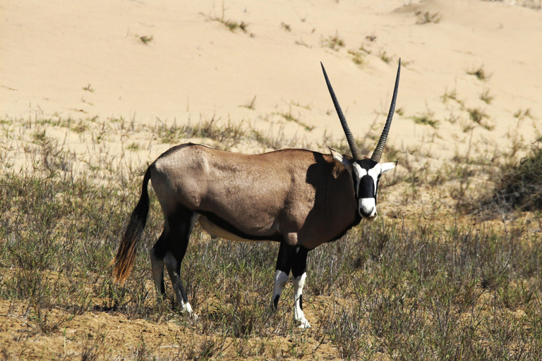 Walvis Bay: Sandwich Harbour & Pelican Point Day Trip