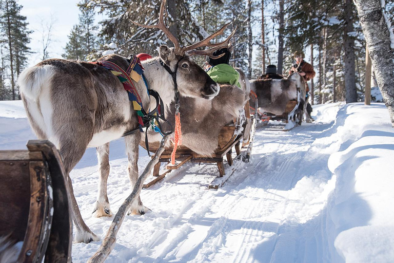 Kuusamo: Reindeer Sleigh Ride in Kujalan Porotila Evening Sleigh Ride