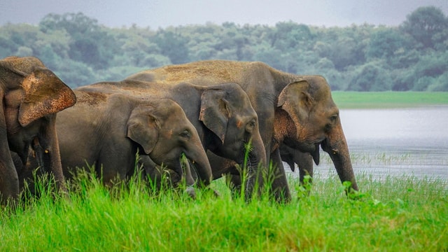Minneriya Safari: ochtendvogels of middagkuddes