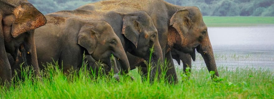 Safari à Minneriya : oiseaux du matin ou troupeaux de l'après-midi