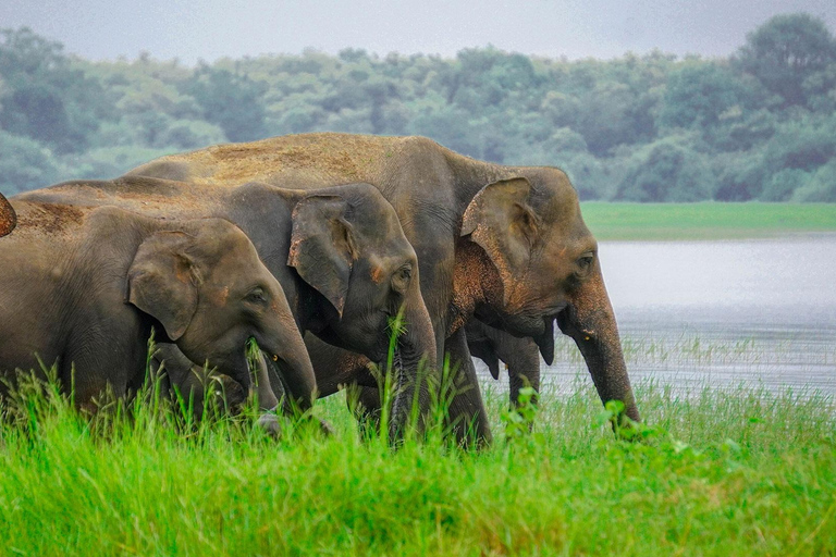 Minneriya Safari: Morning Birds or Afternoon Herds