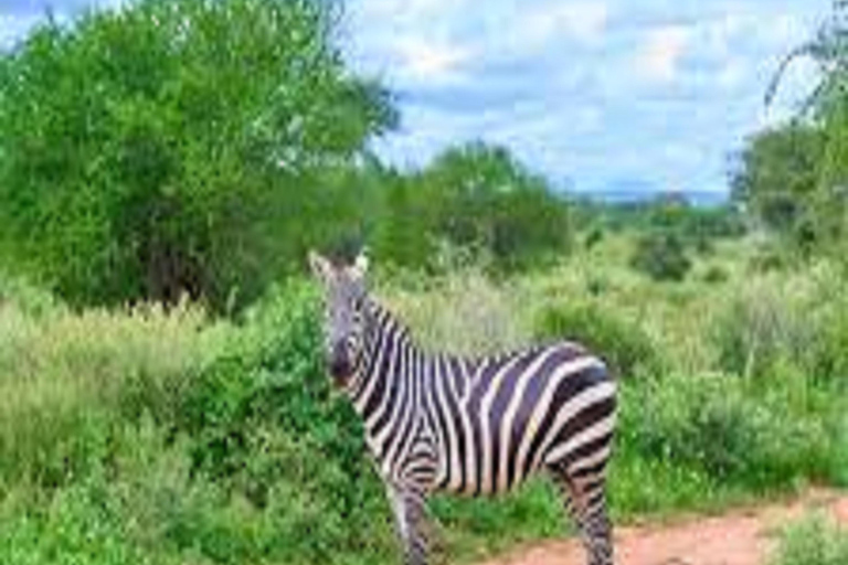 1 journée de safari dans le parc national du Tarangire - Arusha