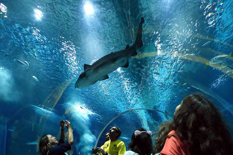 Descubre AquaRio y el Bulevar Olímpico: Vida marina y arte