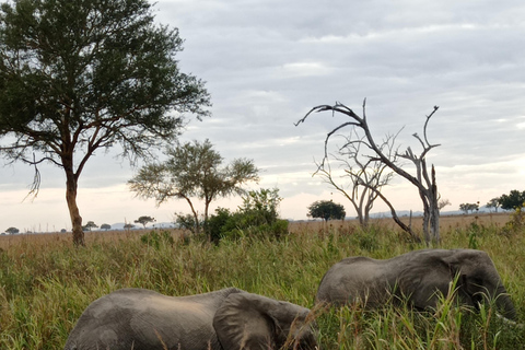 3-dagars Mikumi Park och flyg tillbaka till Zanzibar2-dagars Mikumi oförglömlig safari