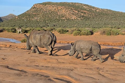 Cape Town Big Five Sunset Safari & Wine Farm Experience