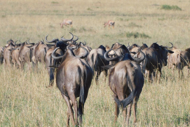 SAFARI BUDGET DE 3 JOURS DANS LE MAASAI MARA EN 4X4 LAND CRUISER