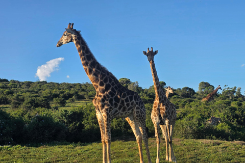 Half-Day Schotia Game Reserve (Open 4x4 Vehicle)