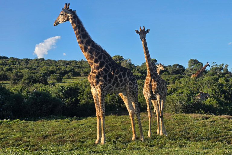 Half-Day Schotia Game Reserve (Open 4x4 Vehicle)