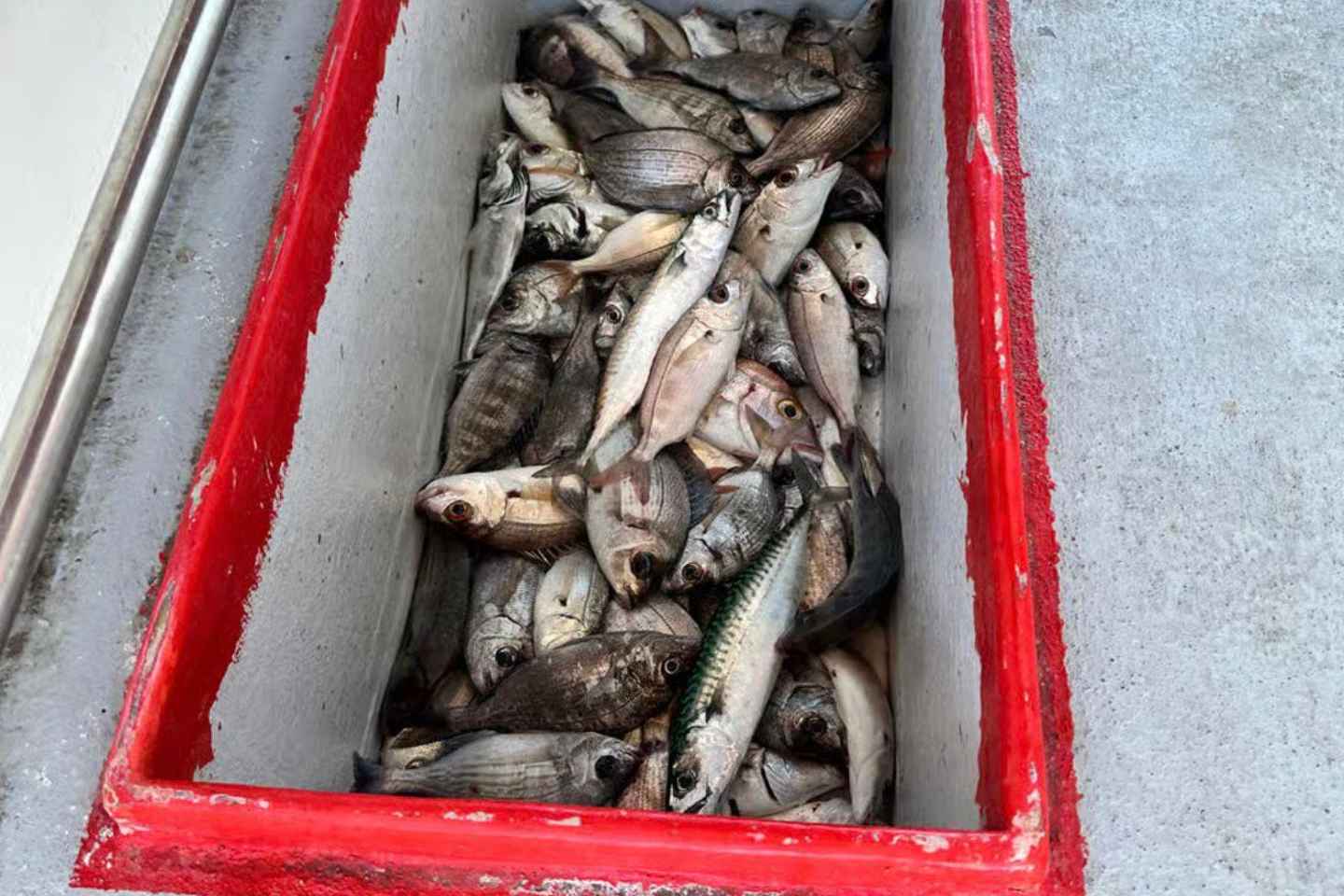 Quarteira : Pêche en bateau avec équipement en Algarve