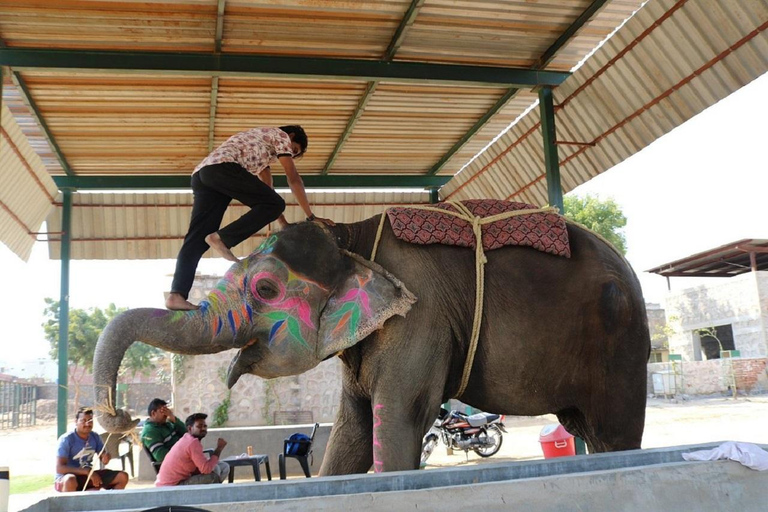 Jaipur: Hathigao Elephant Village Ride, Feeding, & Photos Riding, Feeding, Climbing And Photography with Elephant