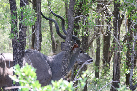 St. Lucia: Isimangaliso Wetland Park and Cape Vidal Safari