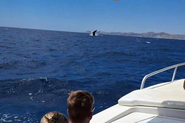 San José del Cabo: Ocean Safari
