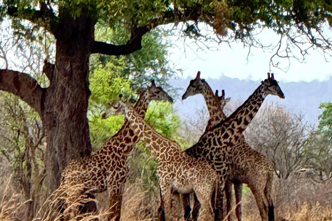 From Zanzibar: 3-Day Mikumi Wildlife Safari, 2 Nights