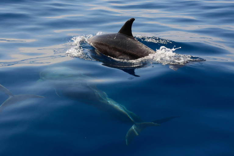 Estepona Sailing and Marine Nature Experience