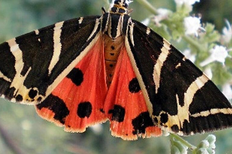 Rhodes: Butterfly Valley and Filerimos Hill Bus Trip