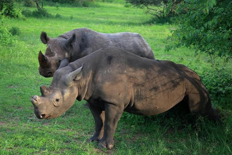 15 jours de safari au Rwanda avec trekking des gorilles.