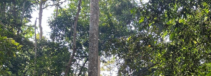 Banco : visite de la deuxième foret primaire au monde