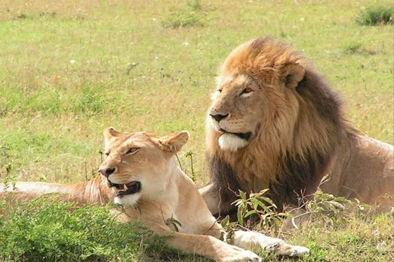 5-Day Murchison Falls Safari with Ziwa Rhinos