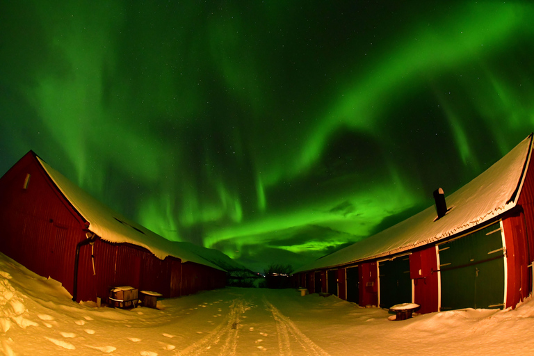 Abisko: Sami-Inspired Aurora BBQ with Aurora Chasing Abisko: Sami inspired Aurora BBQ with Aurora chasing