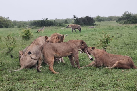 Kenia und Tansania: 9-tägiges privates Mittelklasse-Safari-Paket