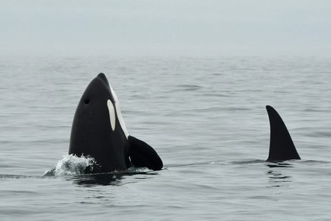 Anacortes: Full Day Whale/Wildlife Tour; Friday Harbor Stop