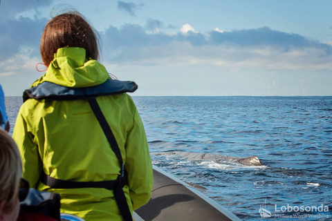 Calheta: Respectful Ocean Wildlife Experience by RIB