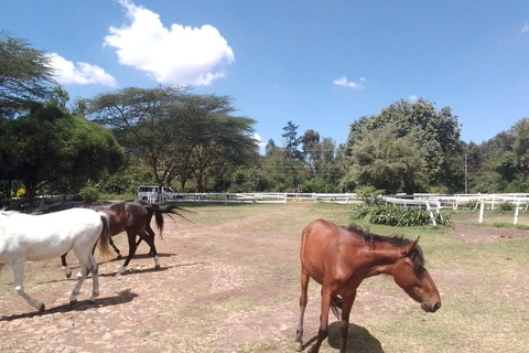 Paardrijtochtavontuur in Nairobi