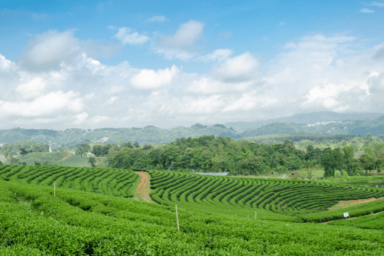 Chiang Rai: Private Customized Tour–4 Places of Your Choice