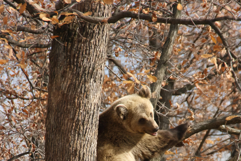 Bucareste: Santuário dos Ursos Pardos e Passeio de Quadriciclo