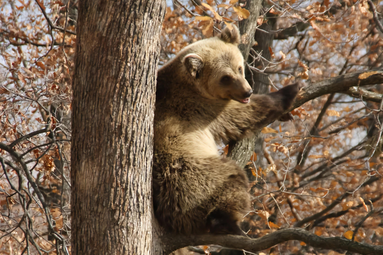 Bucareste: Santuário dos Ursos Pardos e Passeio de Quadriciclo