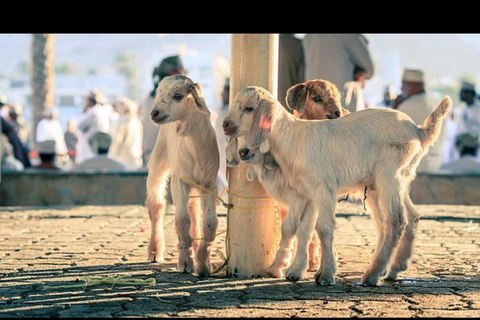 Au départ de Mascate : journée complète à Nizwa Souq et Misfat Al Abriyeen +déjeuner