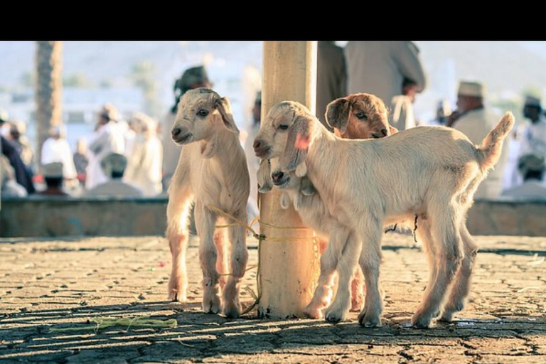 Au départ de Mascate : journée complète à Nizwa Souq et Misfat Al Abriyeen +déjeuner