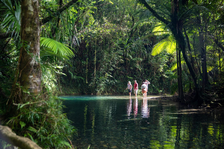 Visite d'exploration du sud de la Daintree - demi-journéeVisite d'une demi-journée + habitat de la faune sauvage