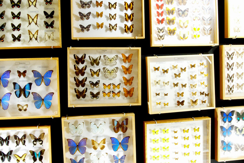 Gdansk: Living Butterfly Museum - Entry Ticket