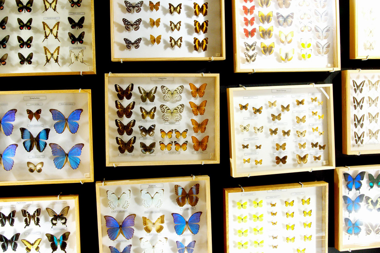 Gdansk: Living Butterfly Museum - Entry Ticket