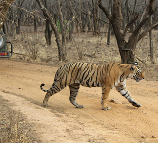 Ranthambore National Park: Multi-day Trips and Tours from Delhi