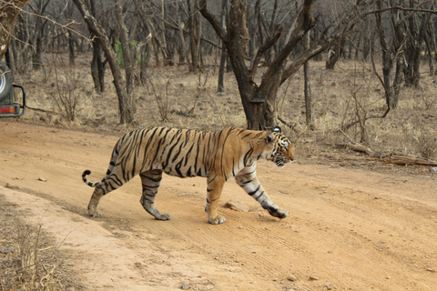 Från Jaipur: 7-dagars Rajasthan Wildlife Tour