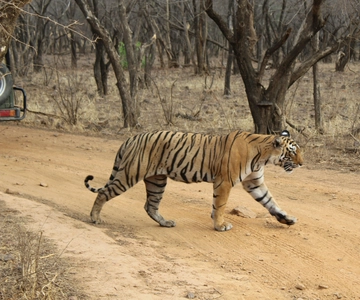 From Delhi: 4-Day Golden Triangle & Ranthambore Tiger Safari