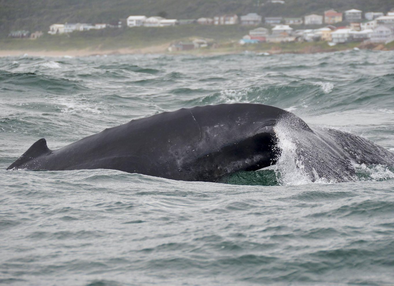 Knysna: Close Encounter Whale Watching Tour med bådtur