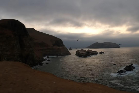 Lima: Palomino Island Marine Adventure Tour swimming with Sea Lions